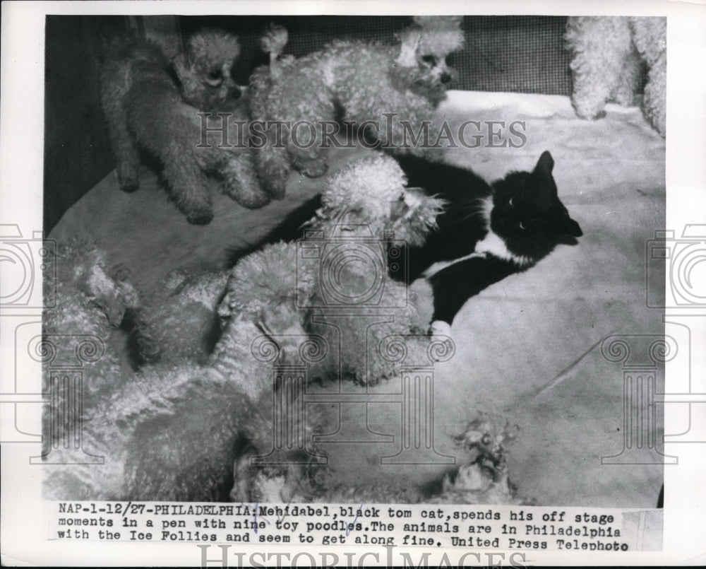 1955 Press Photo Philadelphia, Mehidabel, a cat, playing with nine toy poodles