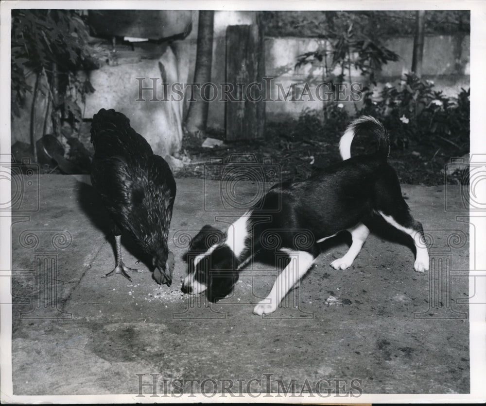 1954 Press Photo A dog and a rooster sharing a mealtime together