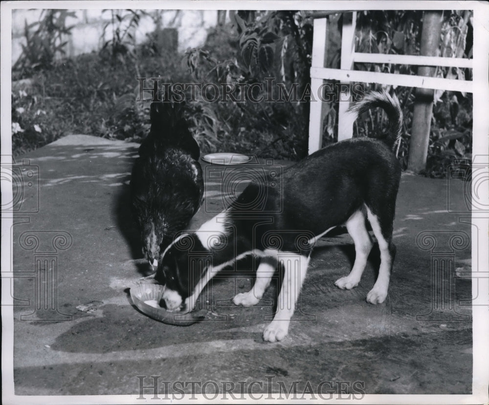 1954 Press Photo A dog and a rooster sharing foods together - ned07917