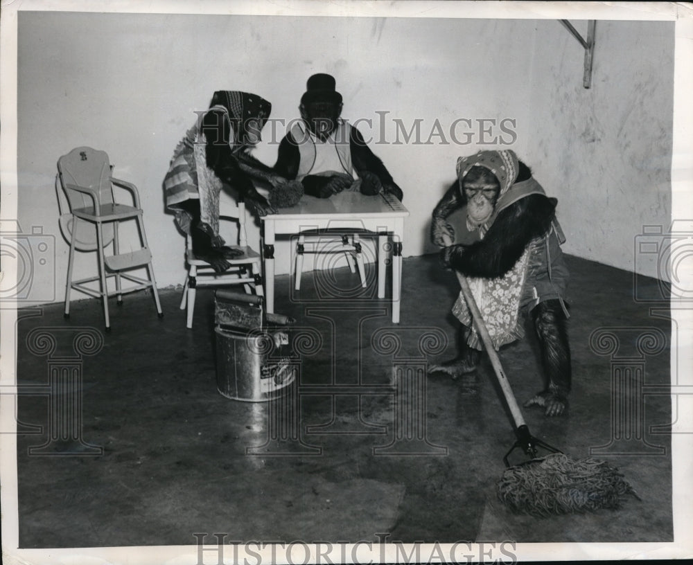 1948 Press Photo Tommy the chomp & pals at Forest Park zoo in St Louis