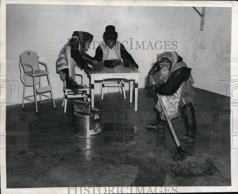 Load image into Gallery viewer, 1948 Press Photo Tommy the chomp &amp; pals at Forest Park zoo in St Louis
