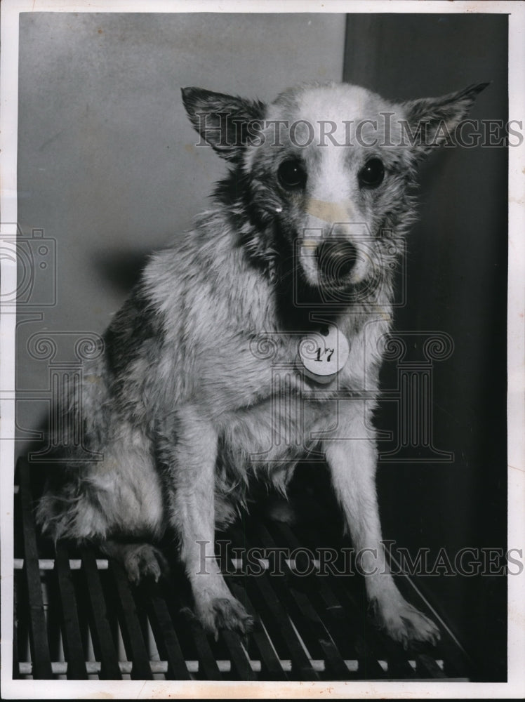 Load image into Gallery viewer, 1956 Press Photo Animal Protective Leage dog of the Week for adoption
