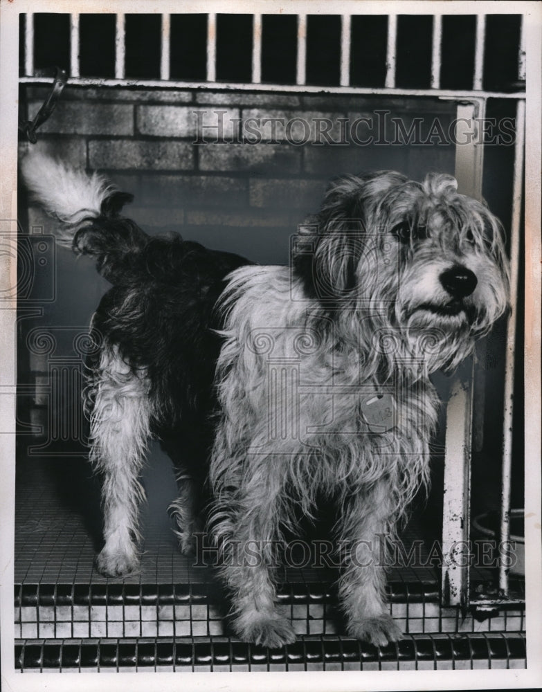 Load image into Gallery viewer, 1955 Press Photo Dog of the week for adoption at Animal Protective League

