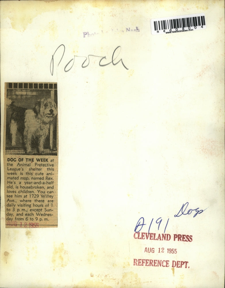 1955 Press Photo Dog of the week for adoption at Animal Protective League