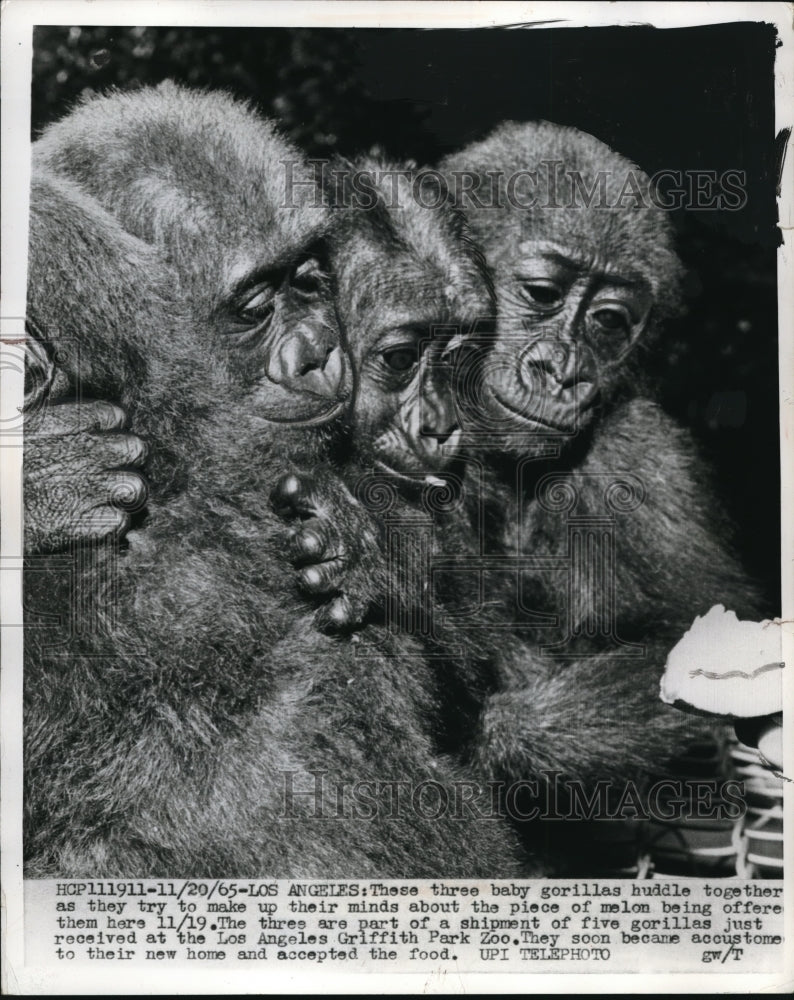 1965 Press Photo 3 baby gorillas newly arrived at Los Angeles Griffith Park Zoo