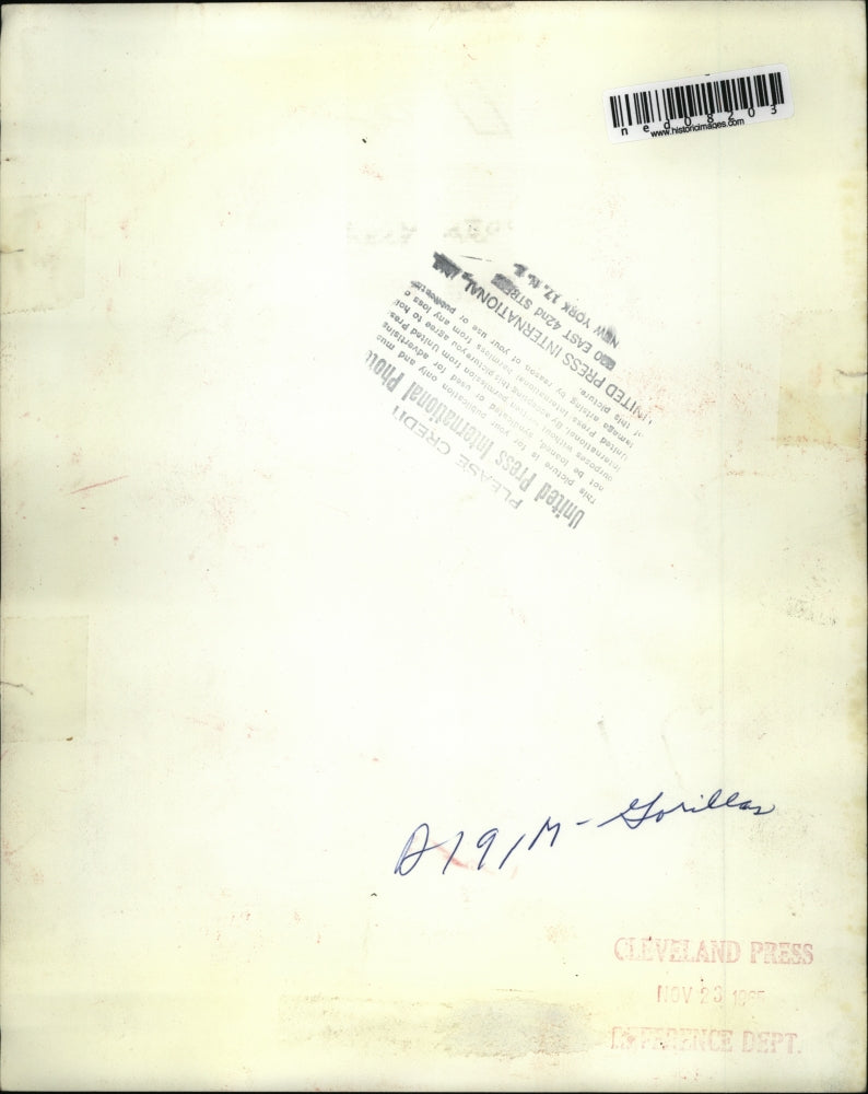 1965 Press Photo 3 baby gorillas newly arrived at Los Angeles Griffith Park Zoo