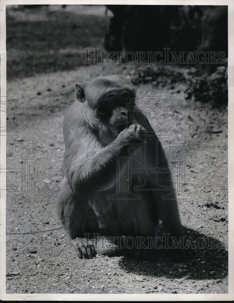 1950 Press Photo A male monkey in Puerto Rico
