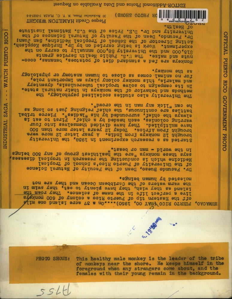 1950 Press Photo A male monkey in Puerto Rico