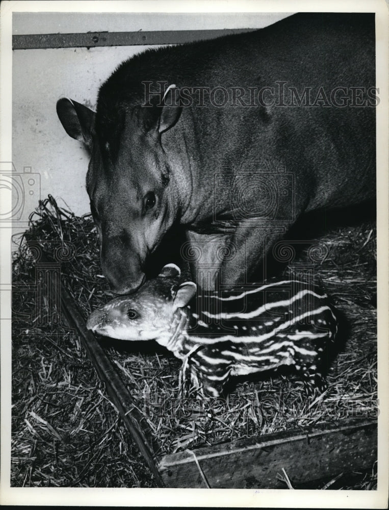 Load image into Gallery viewer, 1964 Press Photo Hamburg West Germany Tapir &amp; her baby at the zoo - ned08265

