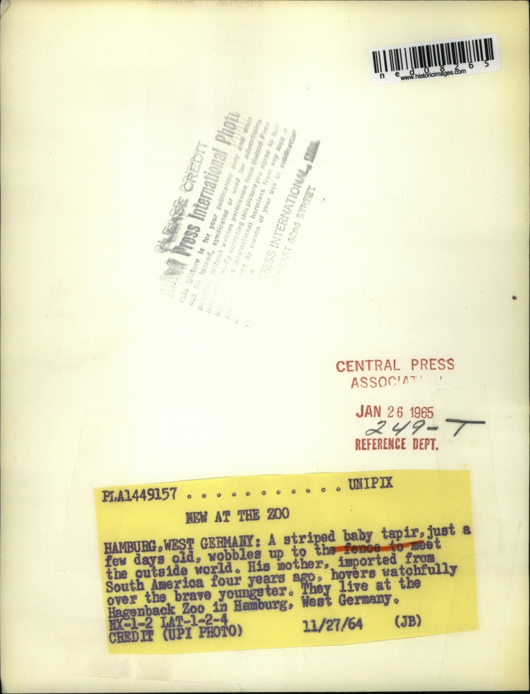 1964 Press Photo Hamburg West Germany Tapir & her baby at the zoo - ned08265