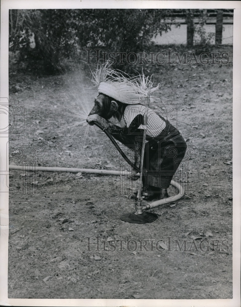 1953 Press Photo St Louis Mo Pancho the chimp at the zoo - ned08271