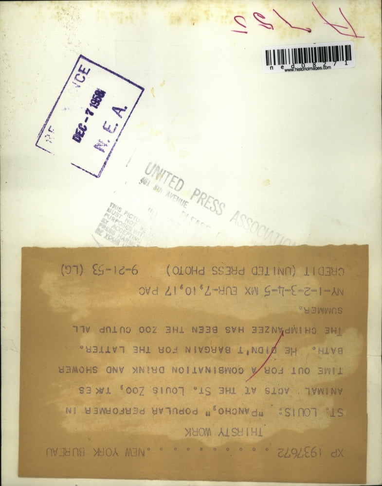 1953 Press Photo St Louis Mo Pancho the chimp at the zoo - ned08271