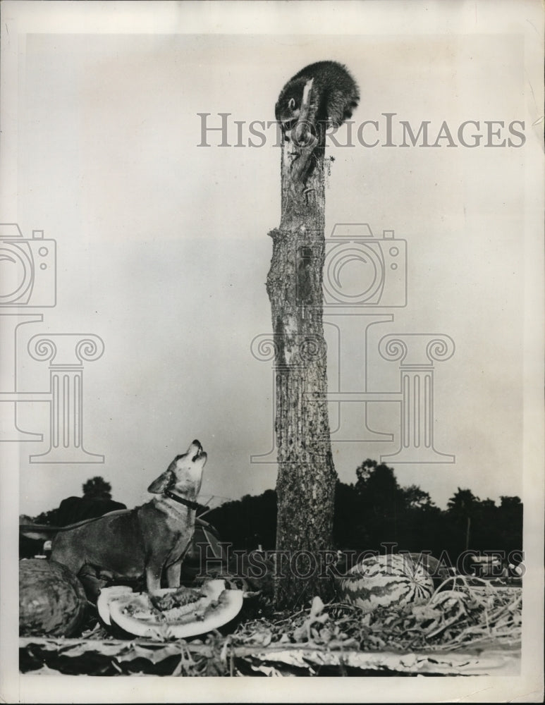 Load image into Gallery viewer, 1948 Press Photo Georgia a raccoon treed by a dog on a tree stump
