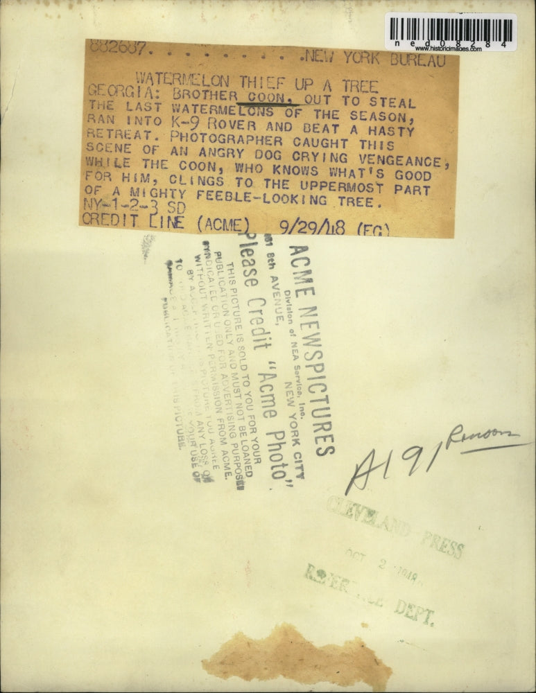 1948 Press Photo Georgia a raccoon treed by a dog on a tree stump