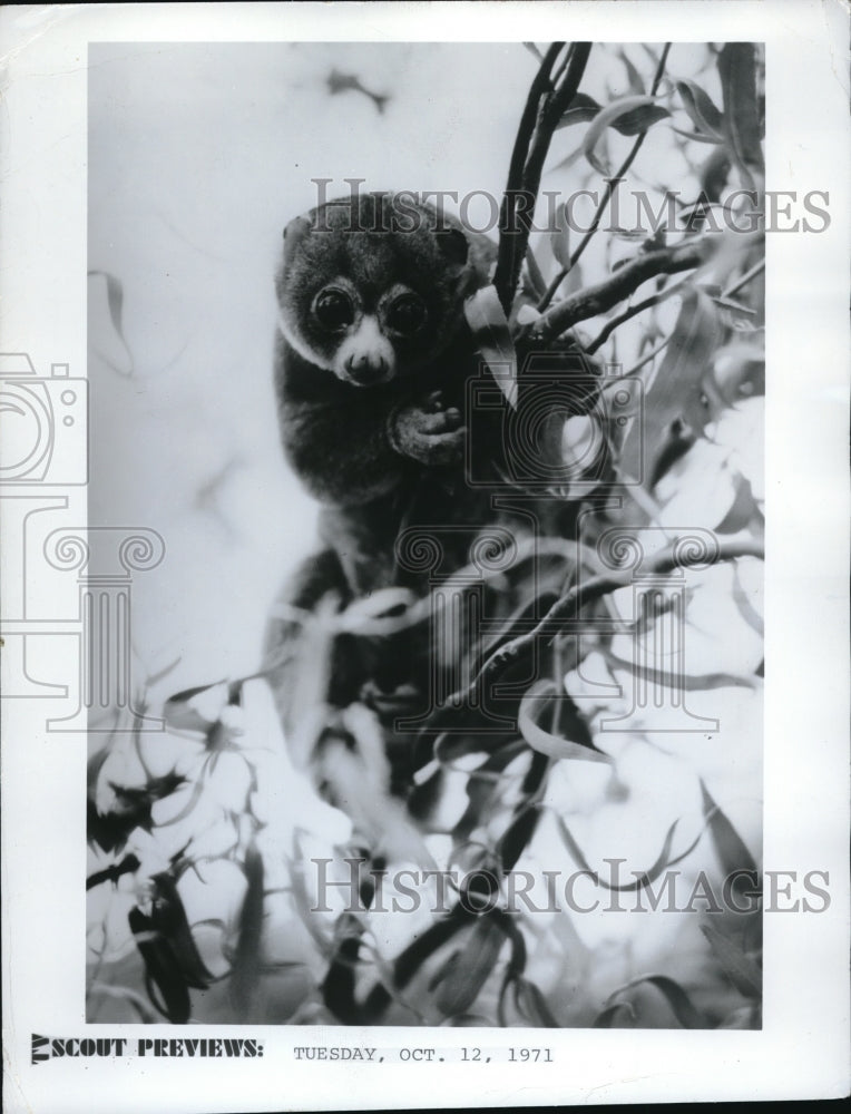 1971 Press Photo A small monkey perched in a tree on CBS TV Natl Geo special