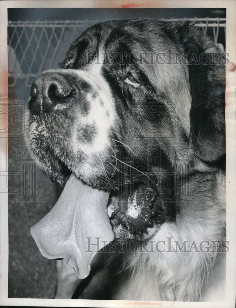 1962 Press Photo Selsdon England A St Bernardf names St Damian of Dale End