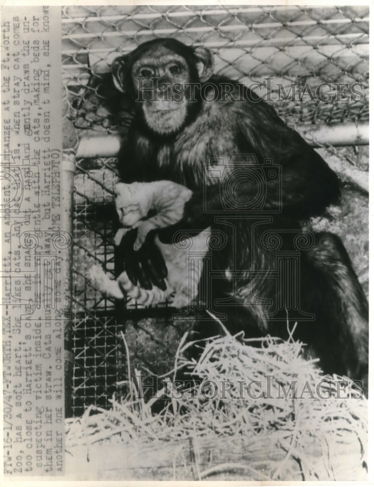 Load image into Gallery viewer, 1947 Press Photo Ft Worth Tex, Harriett, a Chimpanzee at Ft Worth Zoo likes cats
