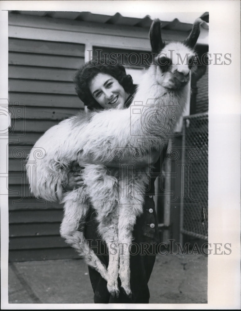 1957 Press Photo London Zoo 5 month old baby Llama named Yul held by Diana
