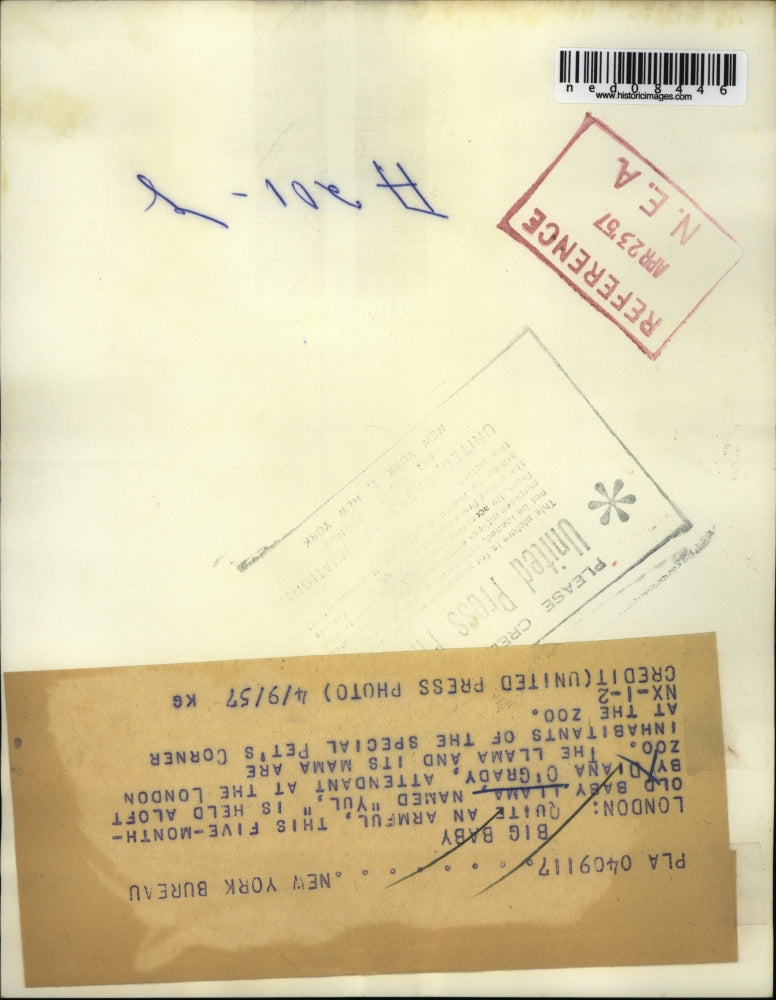 1957 Press Photo London Zoo 5 month old baby Llama named Yul held by Diana