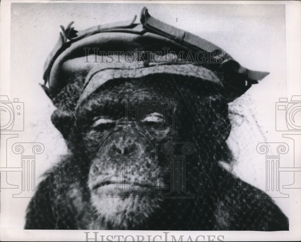 1951 Press Photo Cheta the chimpanzee's creative shot - ned08533