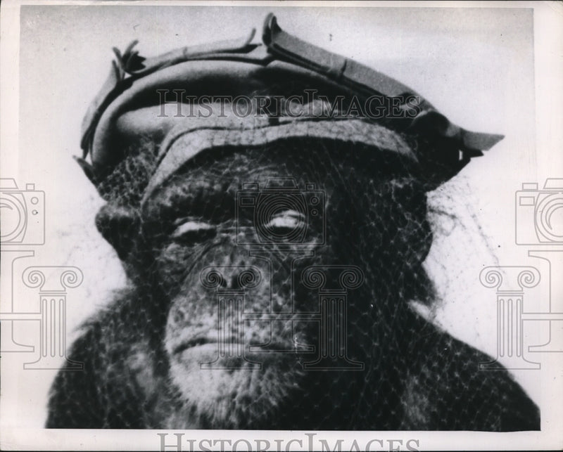 Load image into Gallery viewer, 1951 Press Photo Cheta the chimpanzee's creative shot - ned08533
