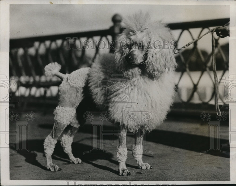 1933 Press Photo Miss Lane's Ch. Nunso Nickola's Christopher Robbin