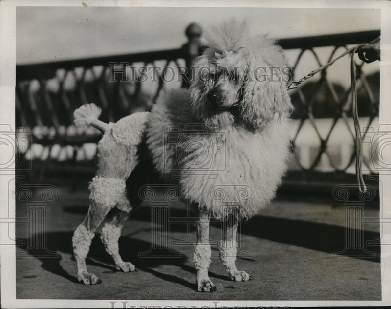 Load image into Gallery viewer, 1933 Press Photo Miss Lane's Ch. Nunso Nickola's Christopher Robbin
