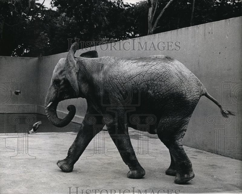 Load image into Gallery viewer, 1966 Press Photo Judy, the elephant, whips her trunk around to swat at the birds
