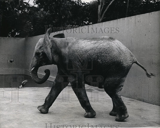 1966 Press Photo Judy, the elephant, whips her trunk around to swat at the birds