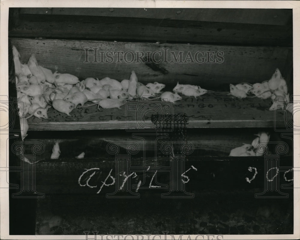 1949 Press Photo Newborn experimental mice at City Hospital - ned08551