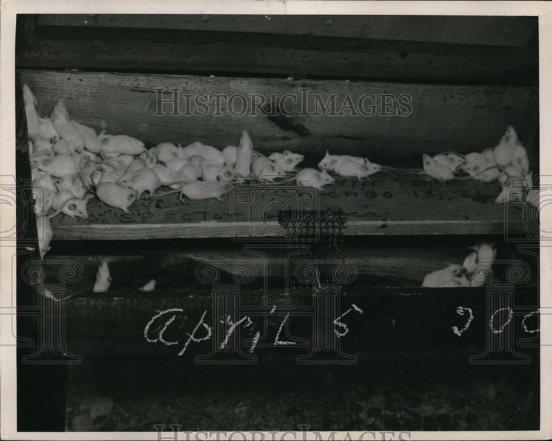 Load image into Gallery viewer, 1949 Press Photo Newborn experimental mice at City Hospital - ned08551
