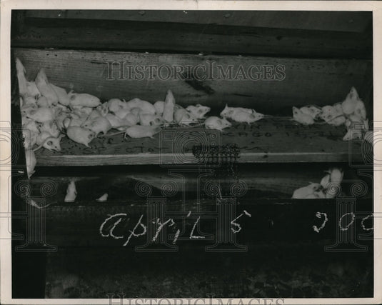 1949 Press Photo Newborn experimental mice at City Hospital - ned08551