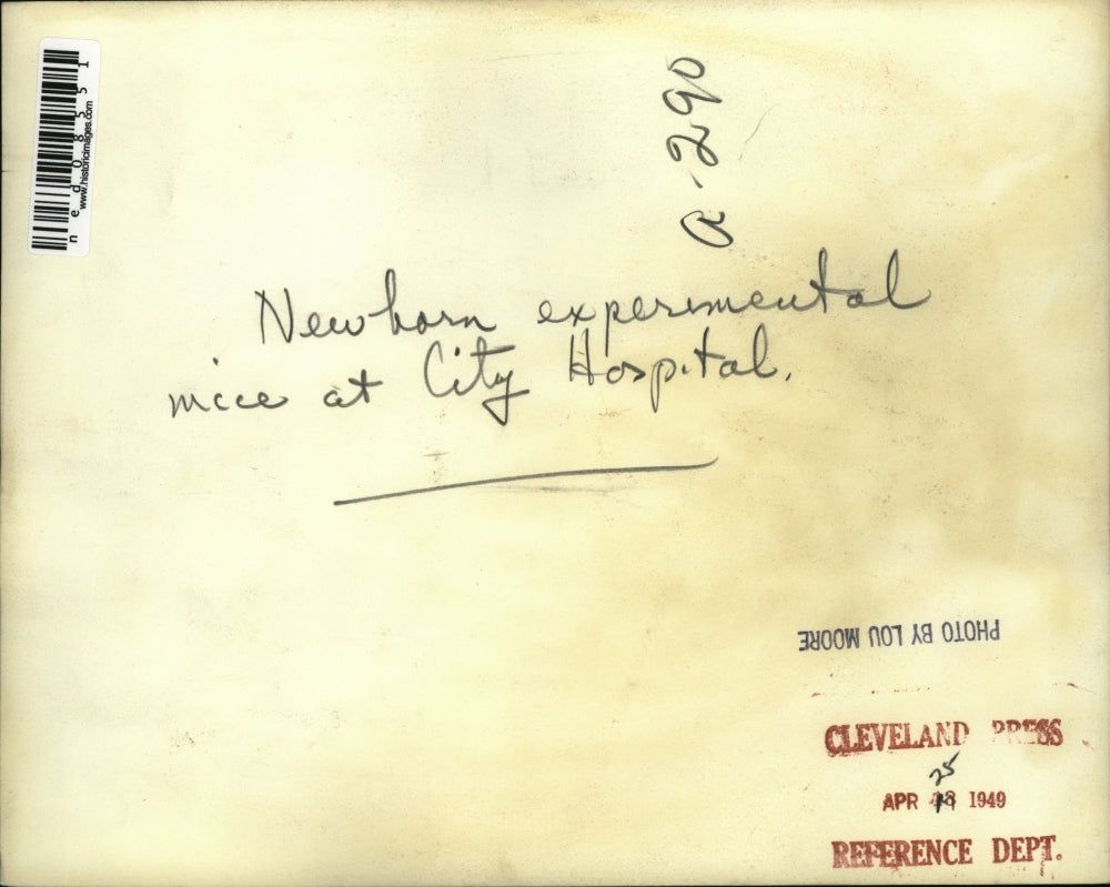 1949 Press Photo Newborn experimental mice at City Hospital - ned08551