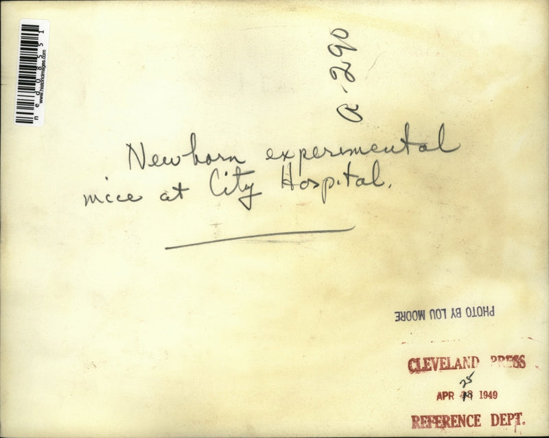 Load image into Gallery viewer, 1949 Press Photo Newborn experimental mice at City Hospital - ned08551

