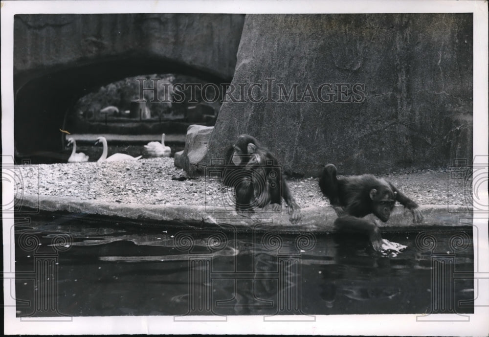 1951 Press Photo Two chimpanzee poachers in the duck pond at the Vincennes Zoo.