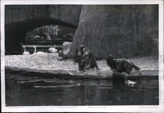 1951 Press Photo Two chimpanzee poachers in the duck pond at the Vincennes Zoo.