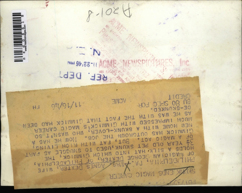 1946 Press Photo Agnes Dexter With Skunk That Was Used in Magic Career