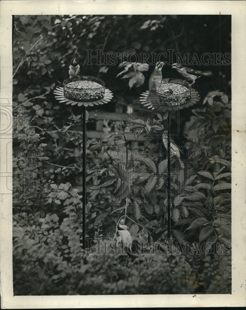 1932 Press Photo The grosbeaks feeding in the Dana Anderson's garden - ned08779
