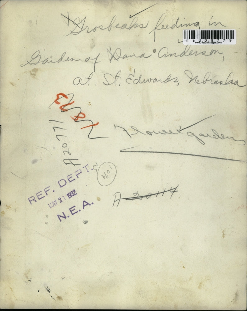 1932 Press Photo The grosbeaks feeding in the Dana Anderson's garden - ned08779