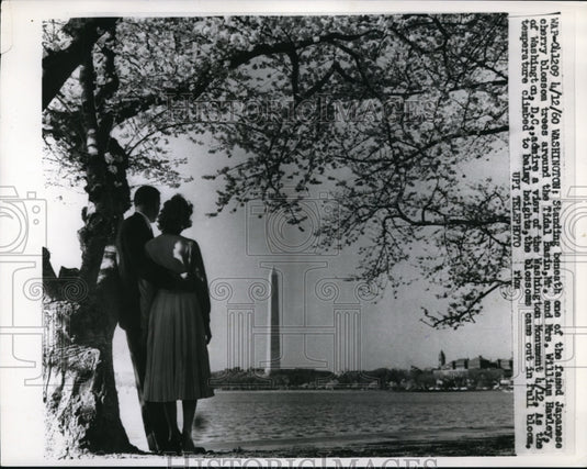 1960 Press Photo Washington DC Mr & Mrs William Hawley stand under Cherry