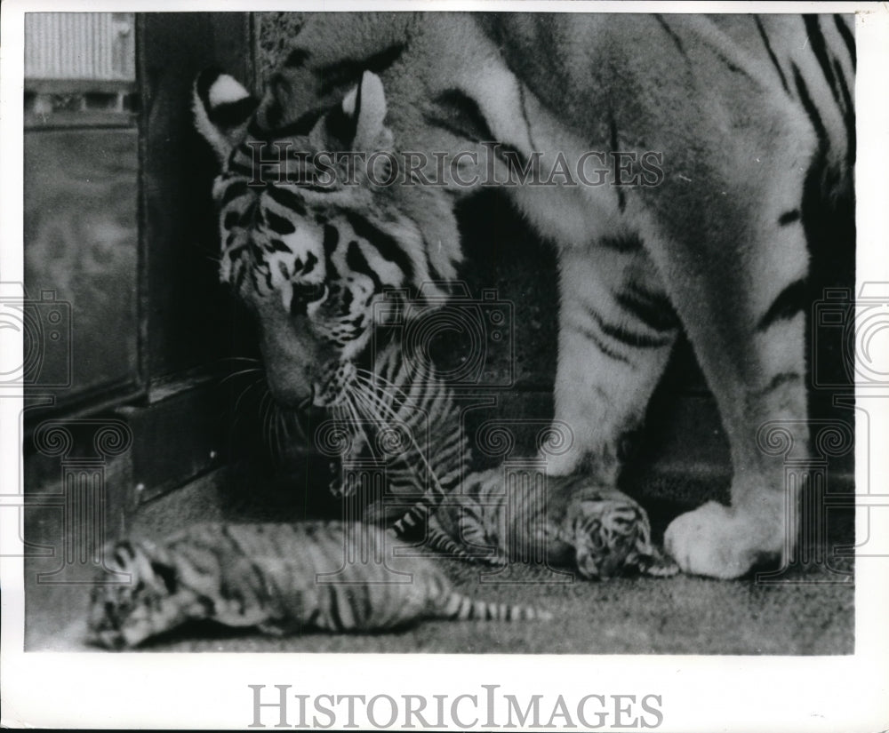 1969 Press Photo Mommy Bengal tiger at Brookfield Zoo