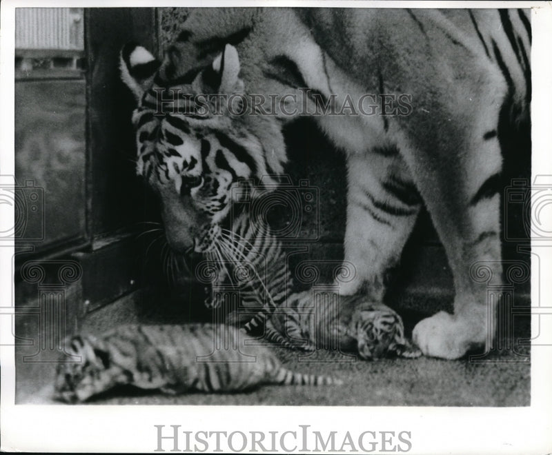 Load image into Gallery viewer, 1969 Press Photo Mommy Bengal tiger at Brookfield Zoo
