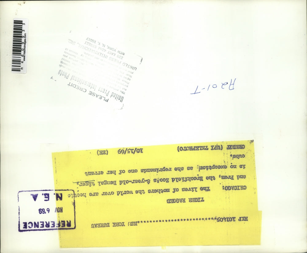 1969 Press Photo Mommy Bengal tiger at Brookfield Zoo