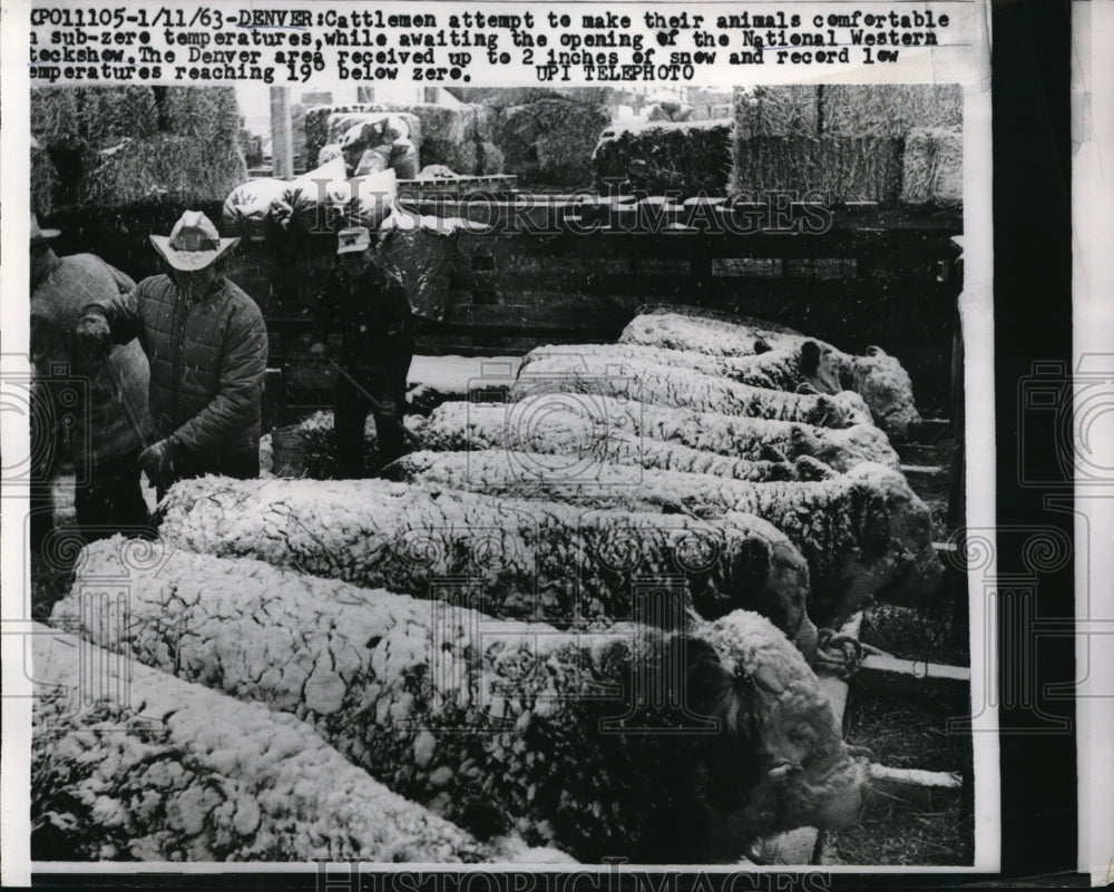 1963 Media Photo Cattlemen Try Keep Animals Comfortable At Denver Opening