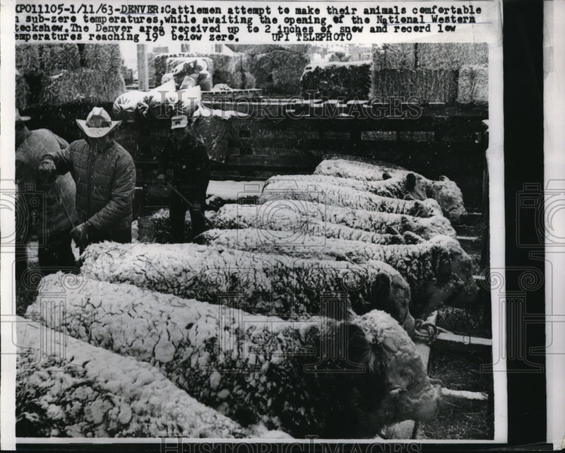 Load image into Gallery viewer, 1963 Media Photo Cattlemen Try Keep Animals Comfortable At Denver Opening
