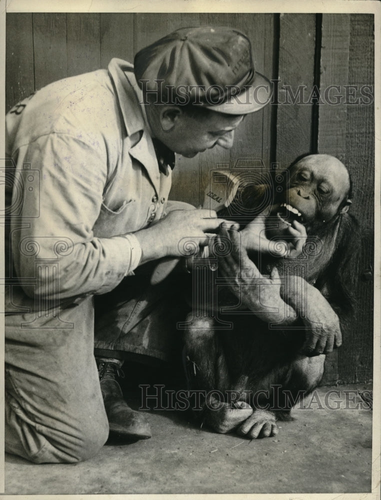 1932 Media Photo Mickey, monkey at the Fleishhacker Zoo, getting teeth cleaned