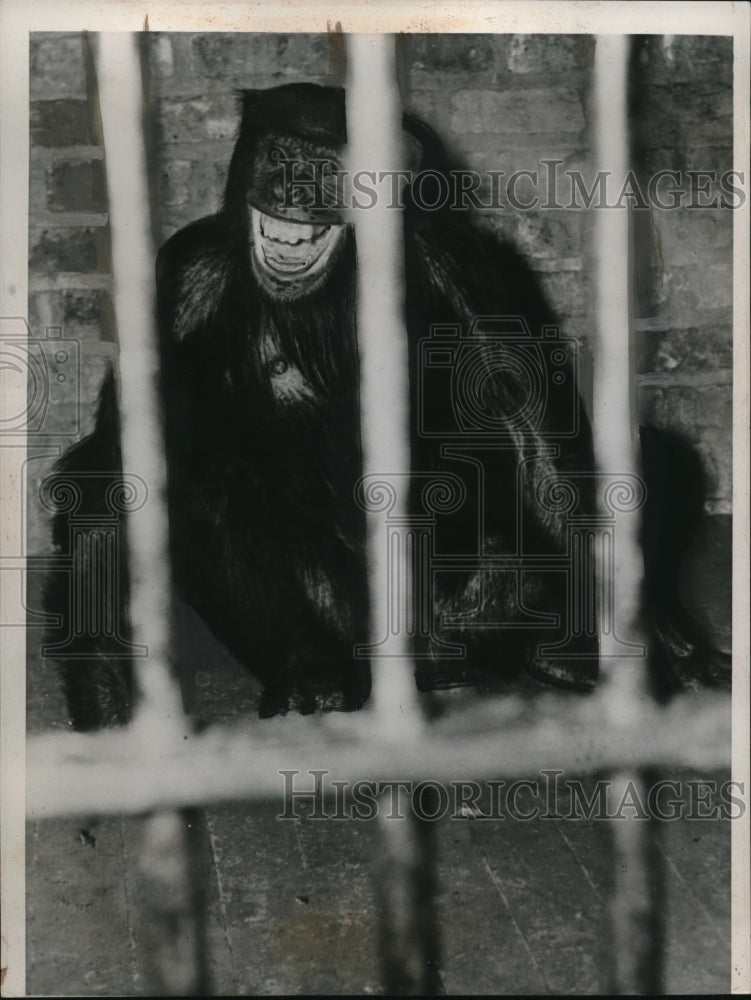 1938 Media Photo Luizetter, a female chimpanzee, kidnapped her cage mates baby.