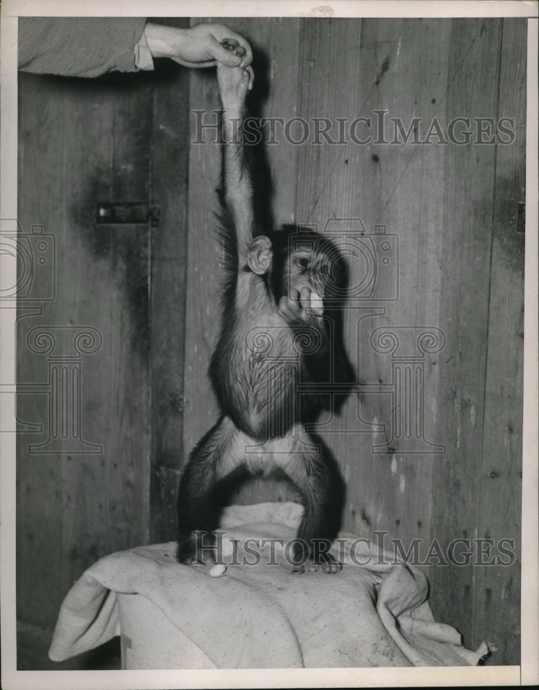 Load image into Gallery viewer, 1937 Press Photo Grotto Circus Donates Two-Year Old Chimp to Brookside Zoo
