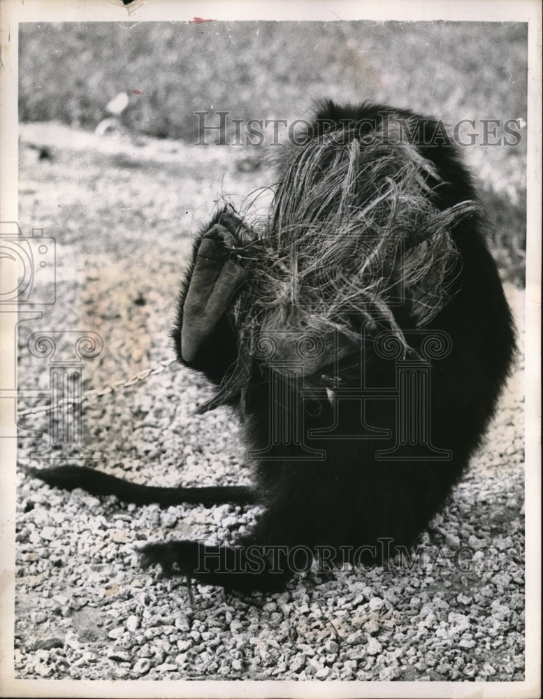 1956 Media Photo Miami Fla. Silver gibbon monkey at Bird Farm zoo
