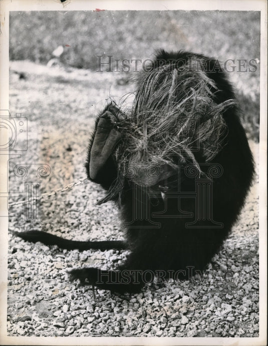 1956 Media Photo Miami Fla. Silver gibbon monkey at Bird Farm zoo